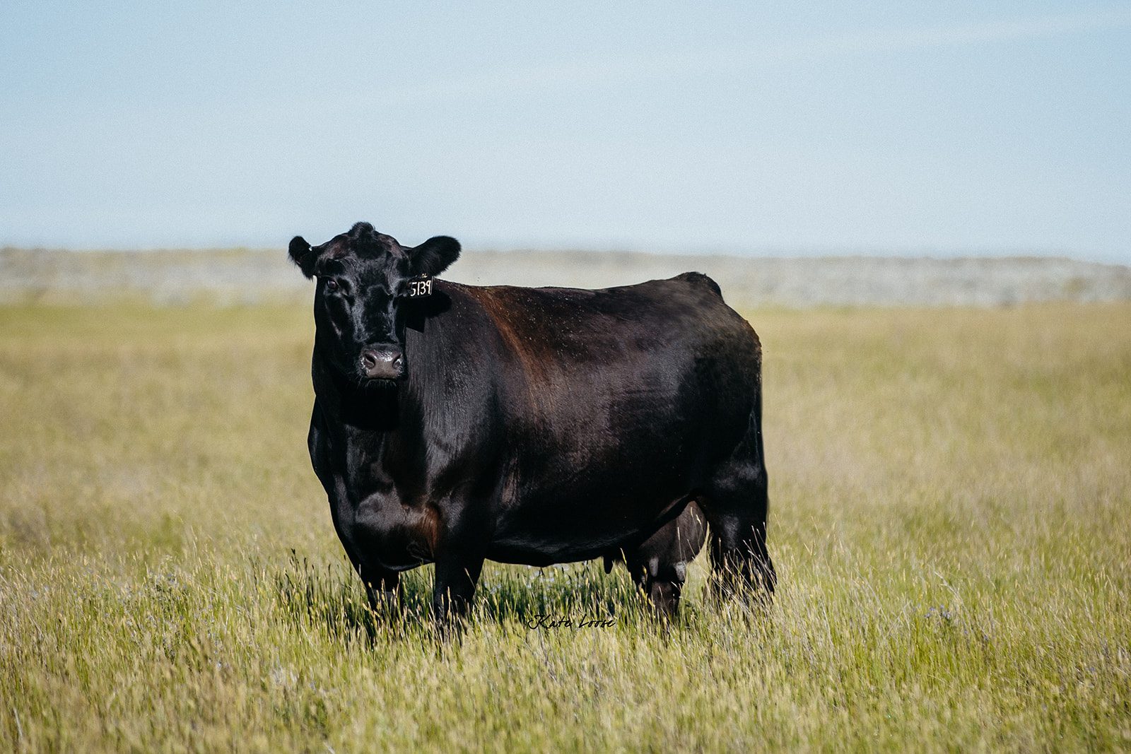 Cow on grass in Montana