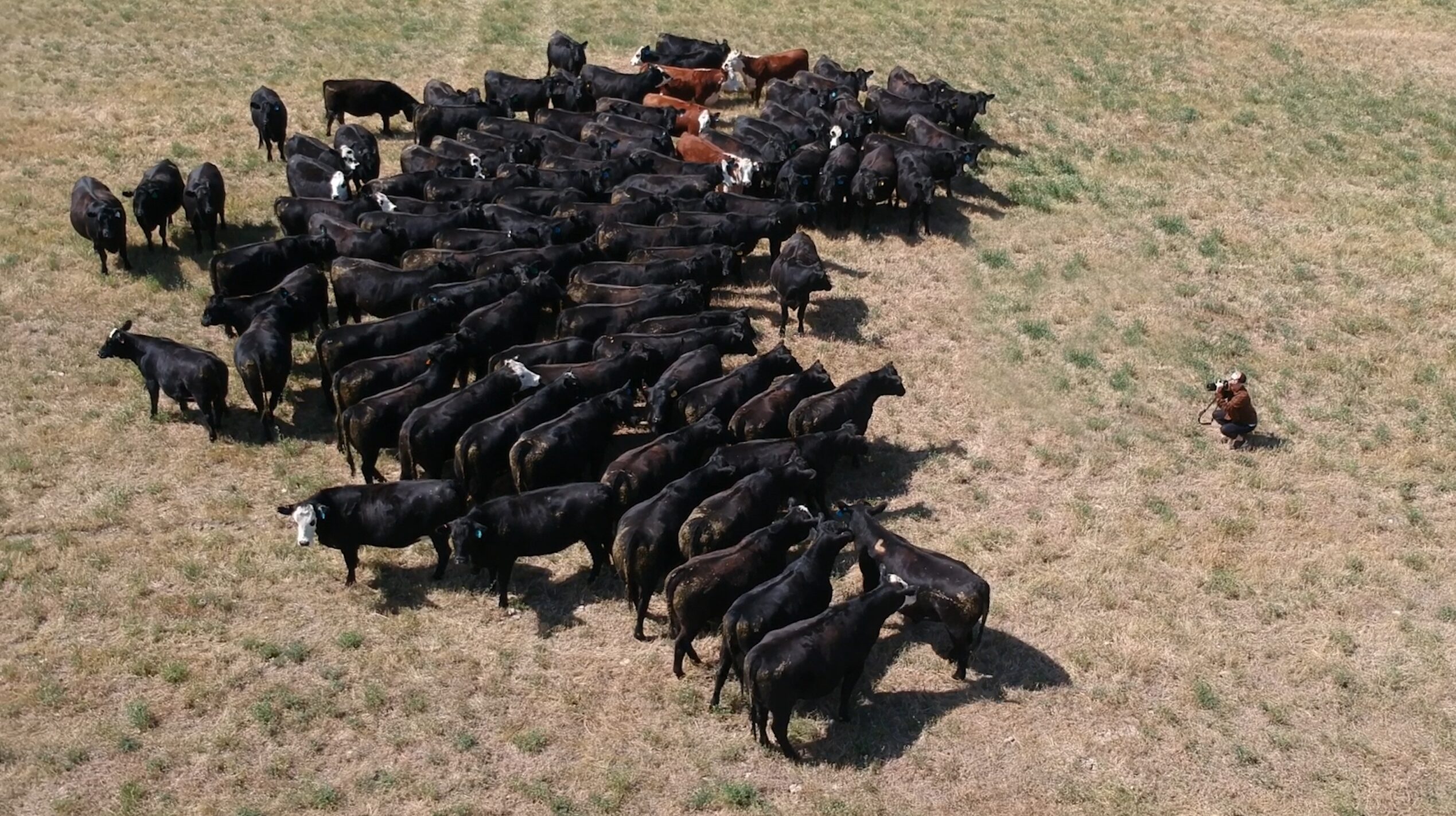 a drone photo of a woman taking pictures of cattle