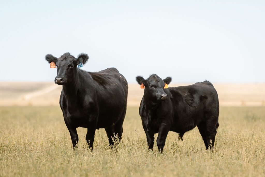how to take great cattle photos