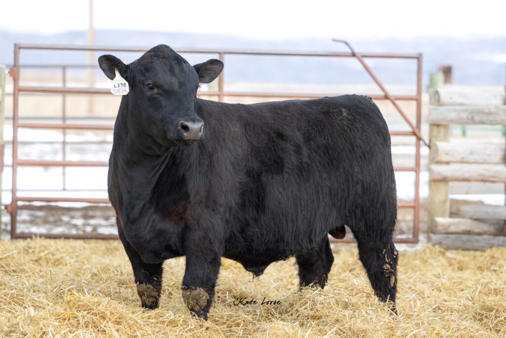 how to take great cattle photos