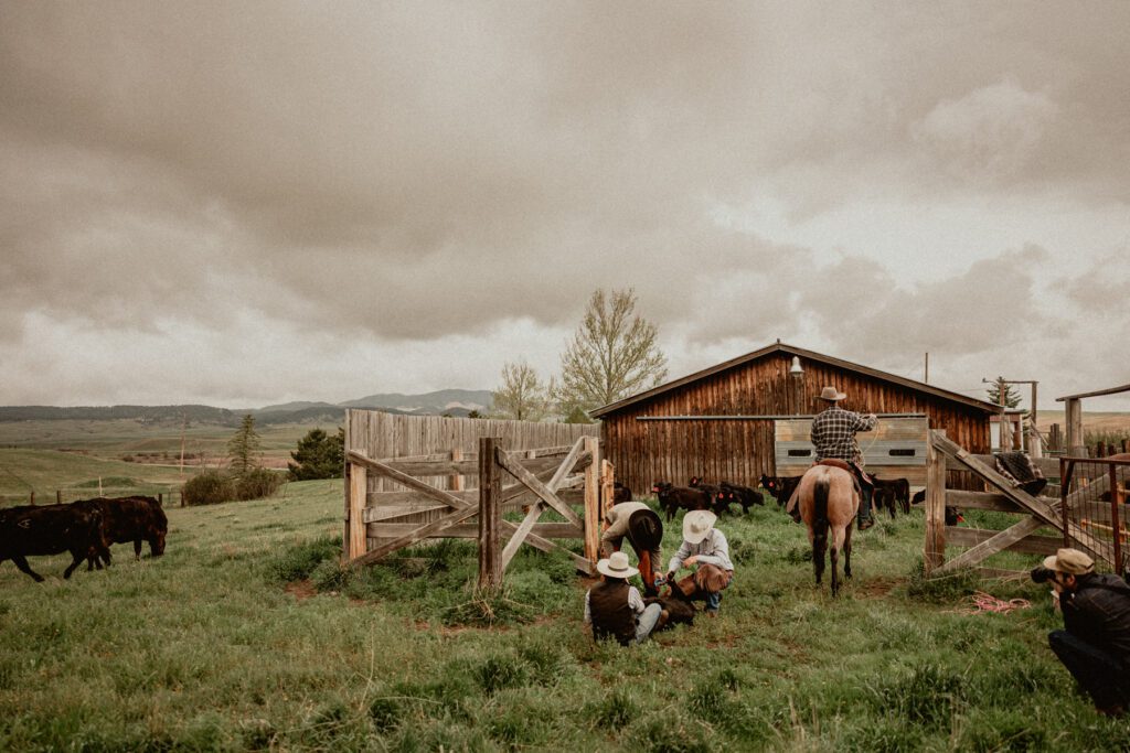A couple of Cowboys at a branding branding calves, riding a horse in Montana.