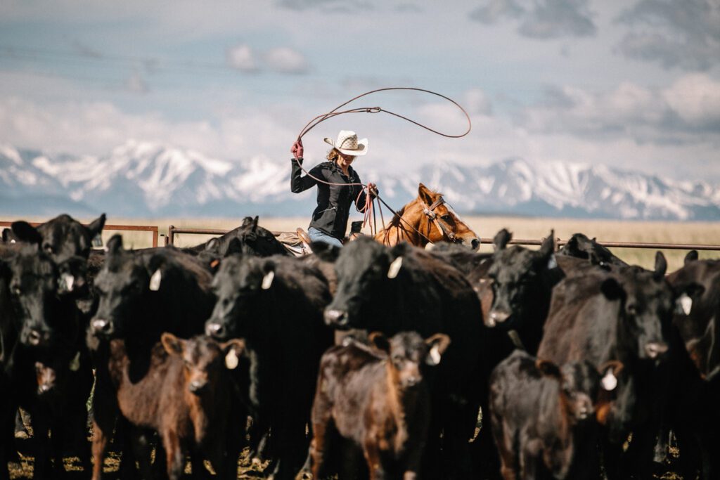 A cowgirl, swinging her rope in the branding pen, getting ready to rope a calf on her family ranch with the mountains in the background