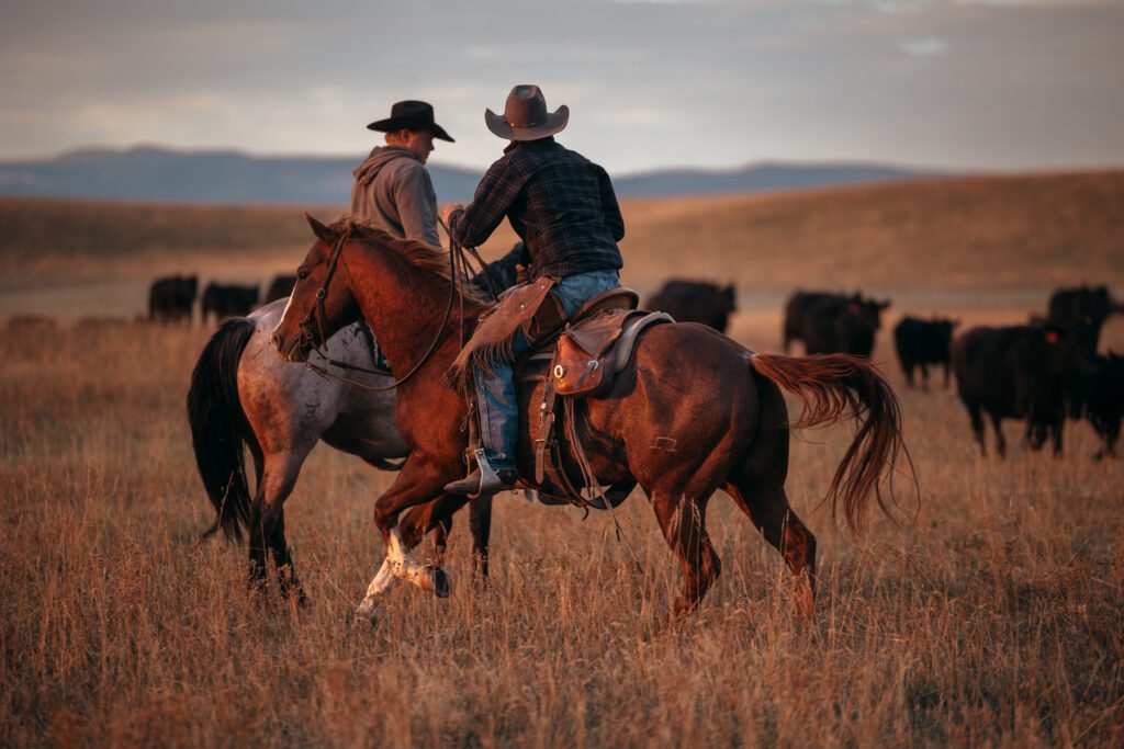 Two Cowboys riding their horses at sunrise gathering cattle