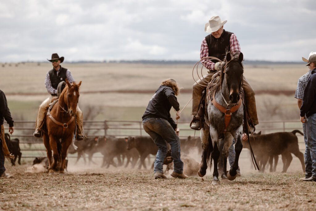 Two Cowboys, dragging calves out of the branding pen so the Cavs can be branded during a branding